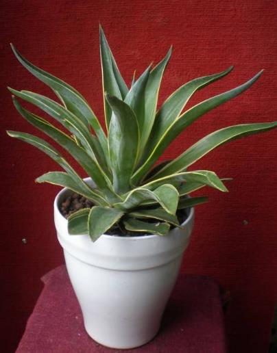 7种耐干旱的植物4：龙舌兰